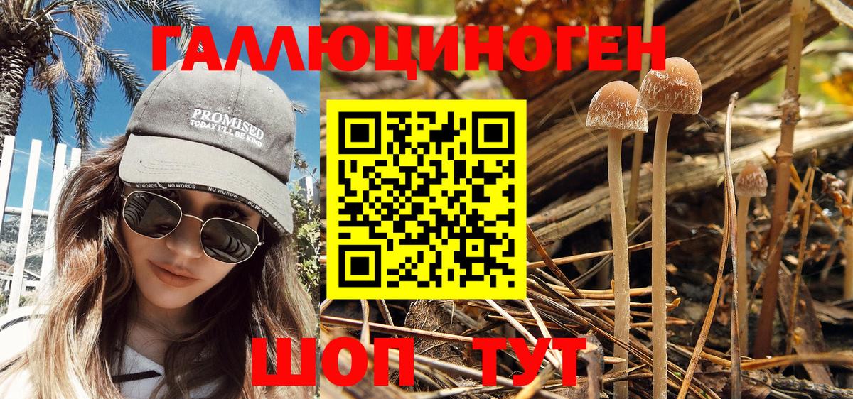 Псилоцибиновые грибы Psilocybine cubensis Сатка